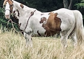 Quarter Horse (Quarter Horse, Mare) in Waverly, KS