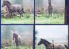 Mustang / Quarter Horse Mare Flirt