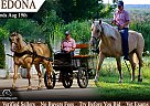 Draft - Horse for Sale in Hesperia, MI 49421