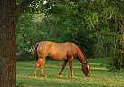 April - Mare in Floresville, TX April - Mare in Floresville, TX