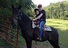 Tennessee Walking - Horse for Sale in Wardensville, WV 26851