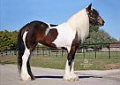 Gypsy Vanner - Horse for Sale in Auburn, KY 42206 Gypsy Vanner - Horse for Sale in Auburn, KY 42206