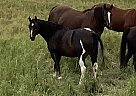 Cheyenne - Mare in Somerset, CO Cheyenne - Mare in Somerset, CO