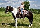 Spotted Saddle - Horse for Sale in Crab Orchard, KY 40419 Spotted Saddle - Horse for Sale in Crab Orchard, KY 40419
