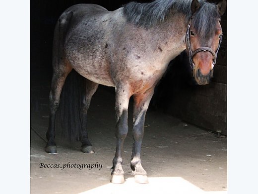 Talented Pony Stallion