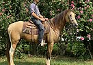 Tennessee Walking - Horse for Sale in Smiths Grove, KY 42031