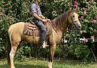 Tennessee Walking - Horse for Sale in Smiths Grove, KY 42031 Tennessee Walking - Horse for Sale in Smiths Grove, KY 42031