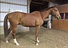 - Gelding in Stouffville, ON - Gelding in Stouffville, ON