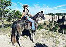 Tennessee Walking - Horse for Sale in New London, IA 52645 Tennessee Walking - Horse for Sale in New London, IA 52645