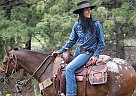 POA Gelding Buster Brown