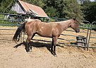 Quarter Horse - Horse for Sale in Fillmore, MO 64449 Quarter Horse - Horse for Sale in Fillmore, MO 64449
