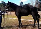 Savior (Mushin Registered Name) Thoroughbred Stallion