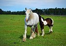 Swiss Shires Maggie Shire Mare
