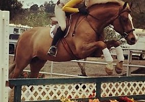 Great 1St Show Horse Warmblood Gelding