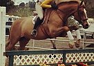 Great 1St Show Horse Warmblood Gelding