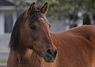Arabian - Horse for Sale in Rosedale, BC V0X 1X2