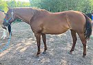 Quarter Horse - Horse for Sale in Duluth, MN 55803