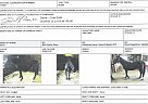 Gaius - Gelding in Lancaster, OH Gaius - Gelding in Lancaster, OH
