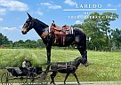 Mule - Horse for Sale in Moscow, OH 45153 Mule - Horse for Sale in Moscow, OH 45153