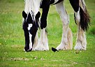Drum - Horse for Sale in Rocky Mountain House, AB T4t2a4