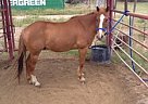 - Gelding in Odessa, TX - Gelding in Odessa, TX