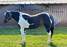 Boogie - Mare in Rocky Mount, NC Boogie - Mare in Rocky Mount, NC