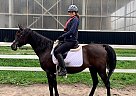 Arabian - Horse for Sale in Eden Valley, ON L0L 2K0 Arabian - Horse for Sale in Eden Valley, ON L0L 2K0