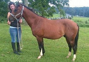 Quarter Horse (Quarter Horse, Gelding) in State College, PA