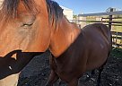Quarter Horse - Horse for Sale in Clearmont, WY 82835 Quarter Horse - Horse for Sale in Clearmont, WY 82835