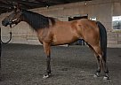 Arabian - Horse for Sale in Duluth, MN 55803 Arabian - Horse for Sale in Duluth, MN 55803