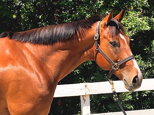 Eventing/Endurance Prospect