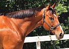 Thoroughbred - Horse for Sale in Hayward, CA 94541