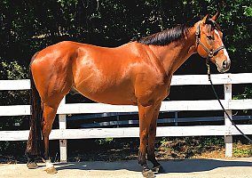 Thoroughbred (Thoroughbred, Gelding) in Hayward, CA