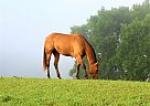 Mystique - Mare in Monticello, KY Mystique - Mare in Monticello, KY