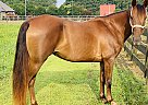 Chi Chi - Mare in Rocky Mount, NC Chi Chi - Mare in Rocky Mount, NC