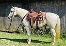 Kentucky Mountain - Horse for Sale in Brooksville, KY 41004