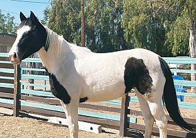 Quarter Horse (Quarter Horse, Mare) in Jurupa Valley, CA