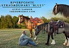 Gypsy Vanner - Horse for Sale in Leander, TX 78641 Gypsy Vanner - Horse for Sale in Leander, TX 78641