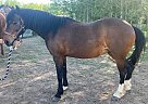Hackney - Horse for Sale in Duluth, MN 55803