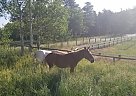 Mule - Horse for Sale in Conifer, CO 80433 Mule - Horse for Sale in Conifer, CO 80433