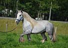 Gypsy Vanner - Horse for Sale in Rocky Mountain House, AB T4t2a4 Gypsy Vanner - Horse for Sale in Rocky Mountain House, AB T4t2a4