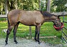 Just Believe - Stallion in Ocala, FL Just Believe - Stallion in Ocala, FL