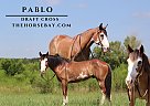 Draft - Horse for Sale in Mullin, TX 76864 Draft - Horse for Sale in Mullin, TX 76864