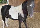 Shetland Pony - Horse for Sale in Sandy, OR 97055