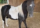 Shetland Pony - Horse for Sale in Sandy, OR 97055 Shetland Pony - Horse for Sale in Sandy, OR 97055