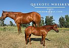 Quarter Horse - Horse for Sale in Timnath, CO 80525