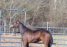 Standardbred - Horse for Sale in Bridgeport, AL 35740 Standardbred - Horse for Sale in Bridgeport, AL 35740