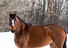 Swedish Warmblood - Horse for Sale in Duluth, MN 55803