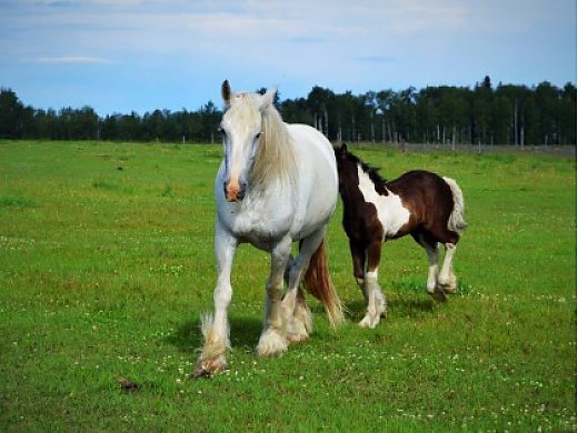 Swiss Shires Maggie