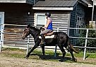 Moonie - Gelding in Rocky Mount, NC Moonie - Gelding in Rocky Mount, NC